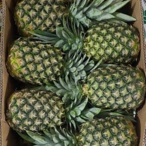 Piñas Caja de 12 Unidades