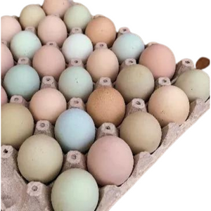 Huevos de Gallina Libre (Gallina Araucana Con Colores Azules) (30 Unidades)