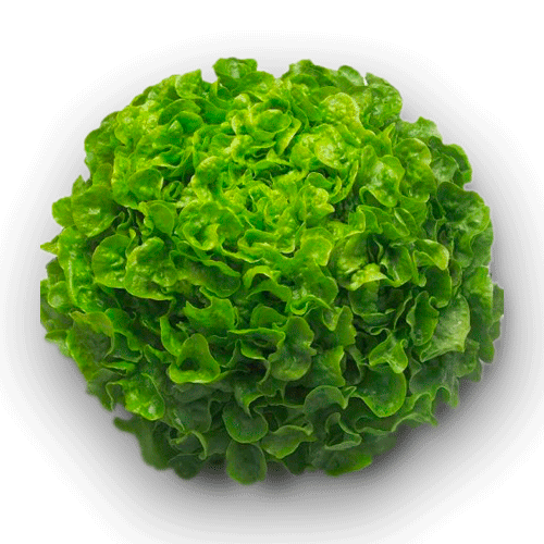 Lechuga Marina 1 Unidad