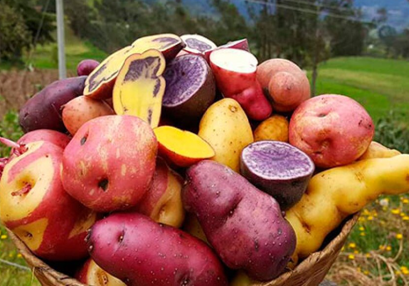 Papa de Colores Chilota 1 Kg