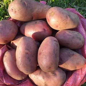 Papa Papona (Papa Grande) Saco de 25 Kg