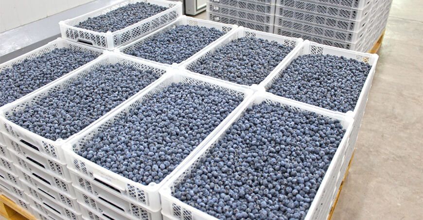 Arándanos Caja 10 Kilos