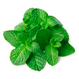 Menta Fresca 1 Kilo