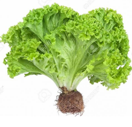 Lechuga Verde Hidroponica 1 Unidad (Pequeña)