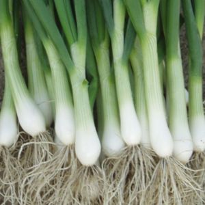 Cebollin Paquete 12 Trios