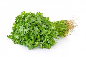 Cilantro caja torito 20 paquetes