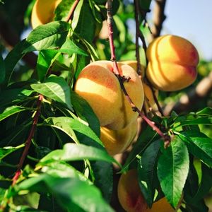 Durazno Conservero Caja 14 Kg