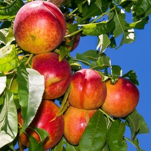 Durazno Nectarín Caja 14 Kg