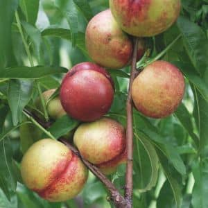 Durazno Platano Caja 14 Kilos