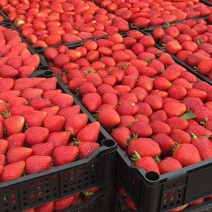 Frutilla Bandeja 7 Kg (XMAYOR)