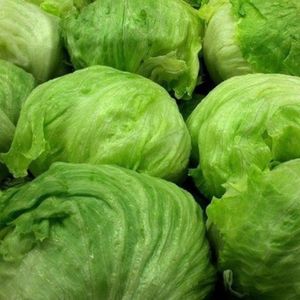 Lechuga Escarola Caja 15 Unidades