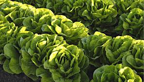 Lechuga Española Caja 12 Unidades