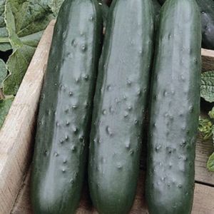 Pepino Ensalada Caja 60 Unidades