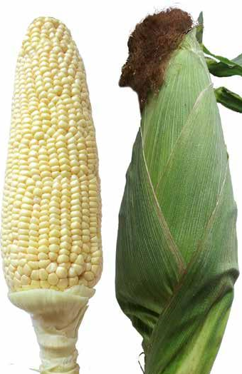 Choclo Humero 1 Unidad