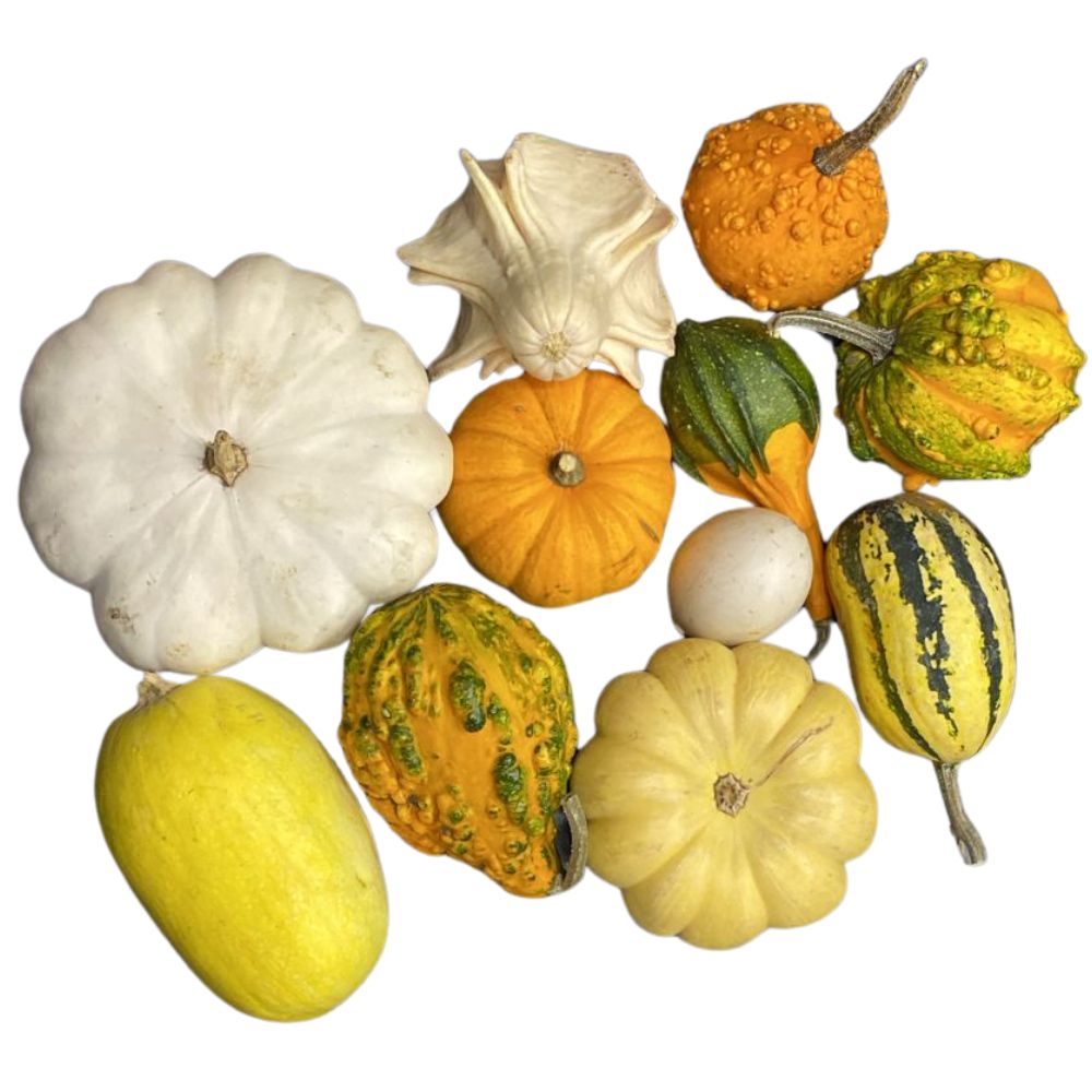Mix 4 Calabazas Ancestrales