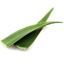 Hoja de Aloe Vera Fresca | A Domicilio | Santiago Natural
