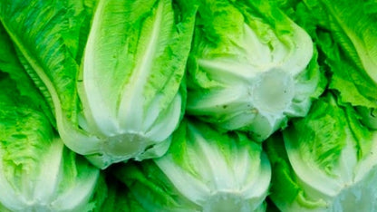 Lechuga Costina Caja 10 Unidades
