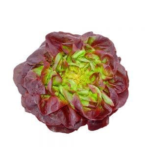 Lechuga Francesa Morada Caja 12 Unidades