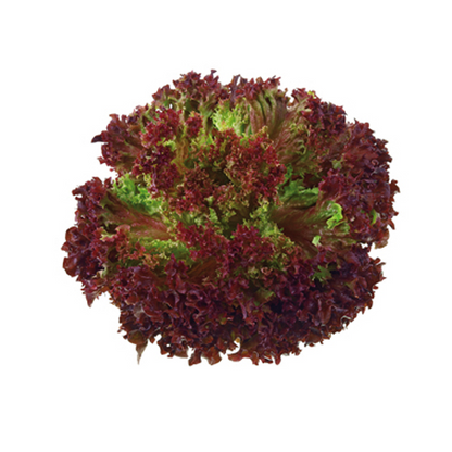 Lechuga Morada Hidroponica 1 Unidad (Pequeña)