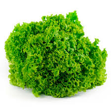 Lechuga Hidroponica (XMAYOR)